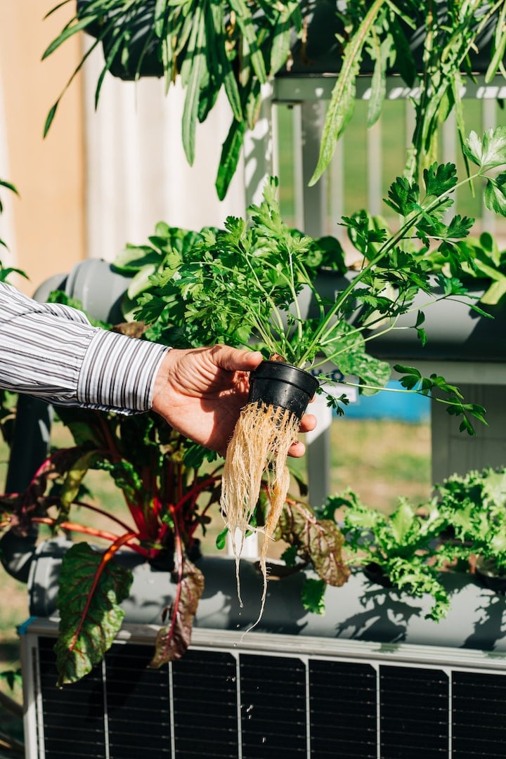 Aquaponics