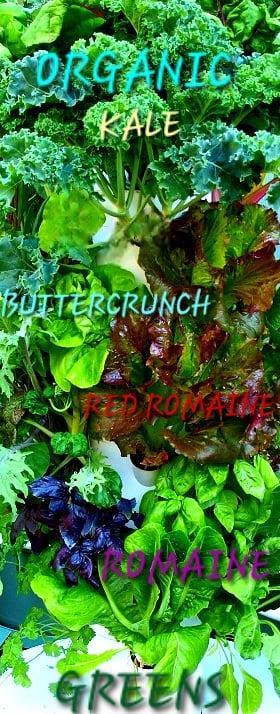 Organic certification USDA