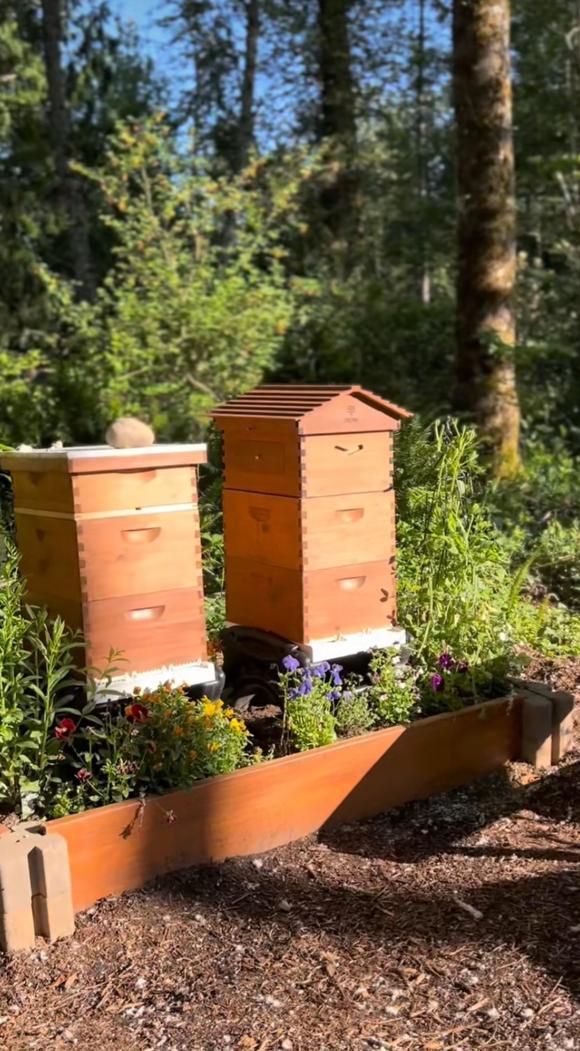 Beehives Program