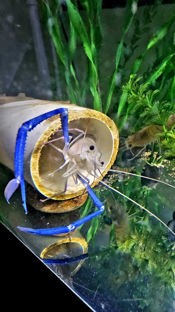 Organic Shrimp Male breeding