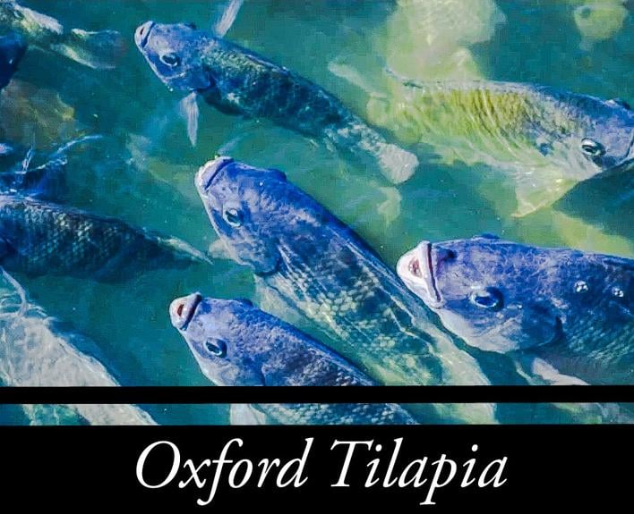 Organic Tilapia
