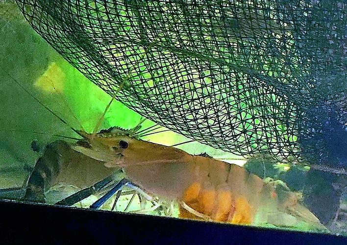 Organic pregnant Shrimp