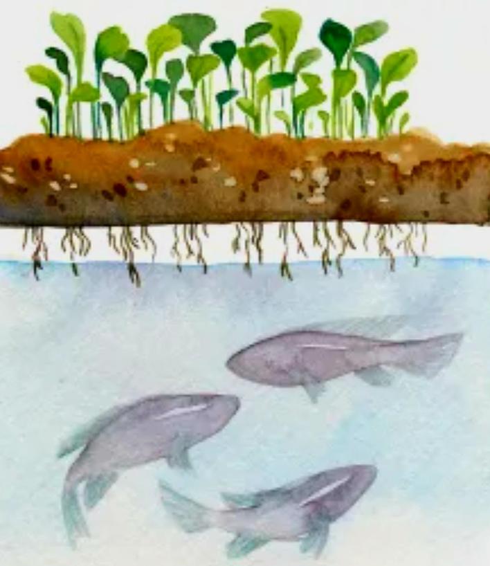 Aquaculture