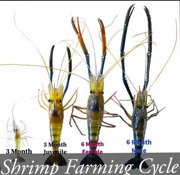 Organic Shrimp