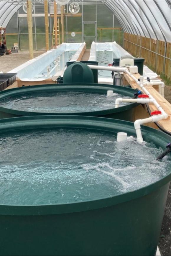 Greenhouse aquaponics tanks