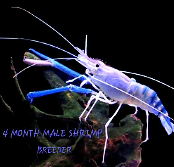 Male Breeder Shrimp
