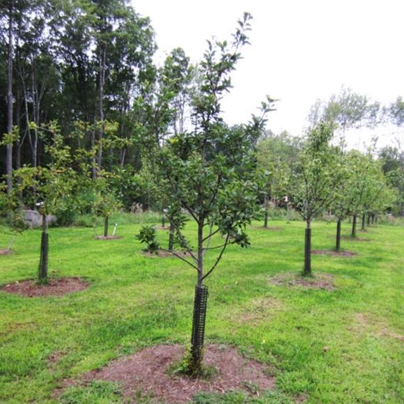 Multi-Fruit Orchard