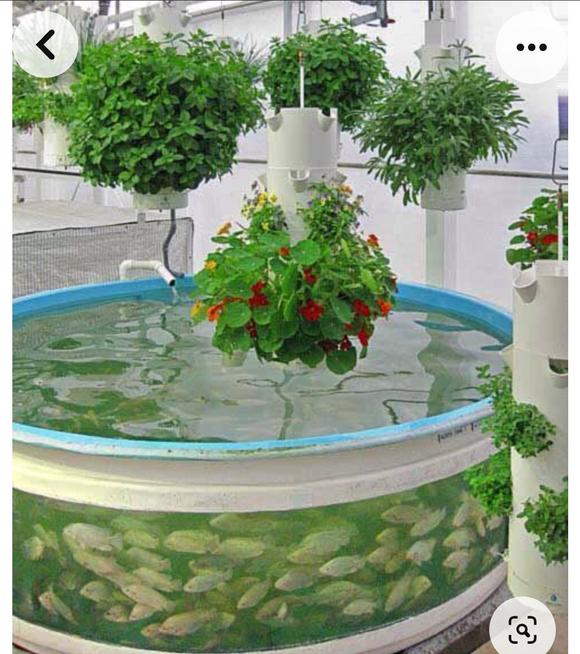 Aquaponics