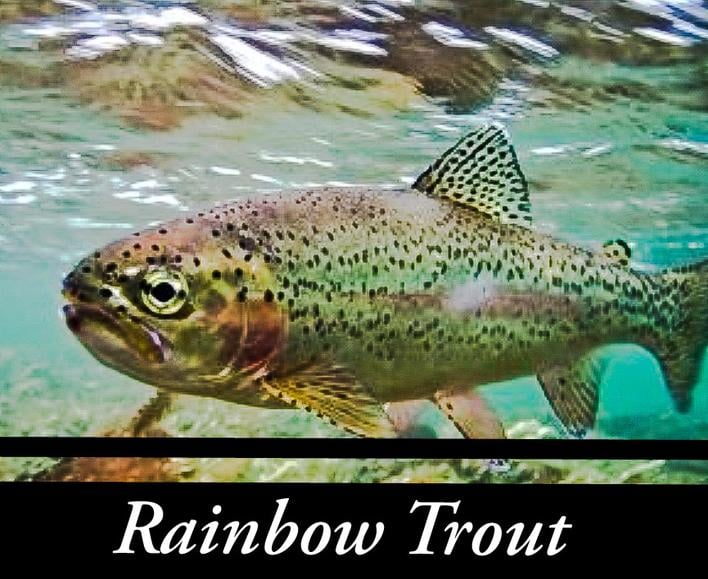 Organic Trout